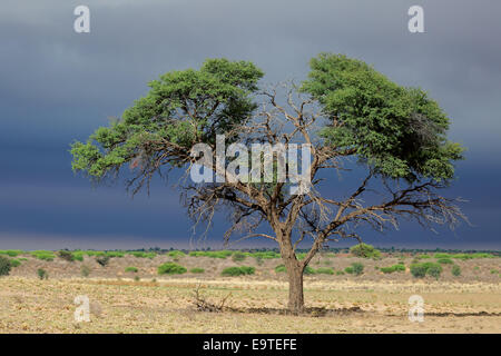 Paysage avec un camelthorn arbre Acacia (Acacia erioloba), désert du Kalahari, Afrique du Sud Banque D'Images