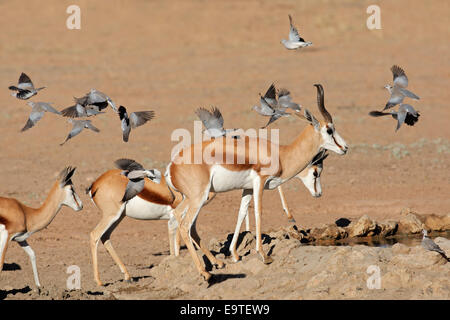 Le Springbok (Antidorcas marsupialis) les antilopes et voler des colombes à un point d'eau, désert du Kalahari, Afrique du Sud Banque D'Images