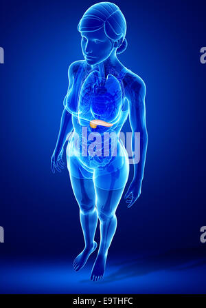 Illustration de l'anatomie du pancréas femelle Banque D'Images