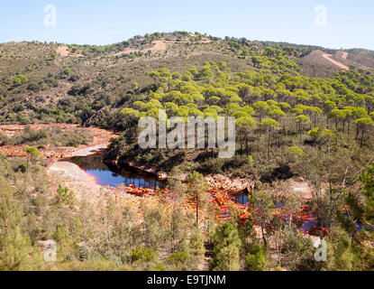 Forêt de pierre ou des pins, Pinus pinea, dans la vallée de la rivière Rio Tinto, Minas de Riotinto, Huelva, Espagne Banque D'Images