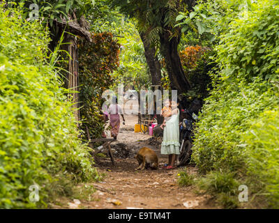 Twante, Division de Yangon, Myanmar. 2e Nov, 2014. Un chemin dans la jungle dans le village des potiers de Twante, Myanmar. Twante, à environ 20 milles de Yangon, est mieux connu pour sa poterie traditionnelle. Les décideurs de la poterie ont du mal à maintenir les travailleurs dans leurs cabanes. Le Myanmar s'ouvre à des investissements extérieurs et son économie se développe, les jeunes partent de Yangon à prendre des emplois mieux rémunérés dans l'industrie touristique ou dans les usines qui se multiplient autour de Yangon. © Jack Kurtz/ZUMA/Alamy Fil Live News Banque D'Images