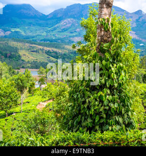 Feuilles vert frais poivre (Piper Nigrum) croissant sur l'arbre plantation de thé en Inde, Kerala Banque D'Images