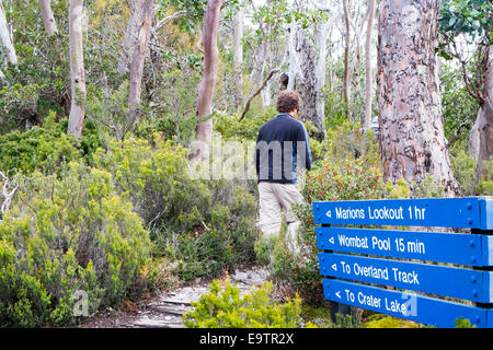 Homme randonnée le long d'un sentier vers le wombat piscine à Cradle Mountain Lake St Clair National Park,Tasmanie, Australie Banque D'Images