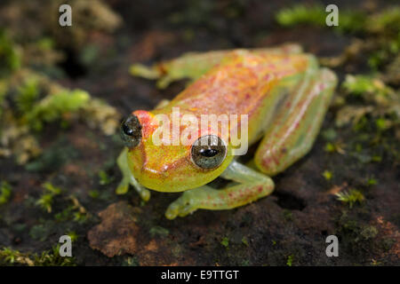 Une Polka dotted grenouille d'arbre sur un journal dans la forêt amazonienne du Pérou. Banque D'Images