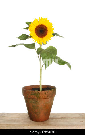 Le tournesol plante dans un pot en terre cuite sur un banc en bois sur un fond blanc. Banque D'Images