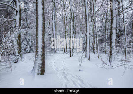 Footprints menant dans une forêt enneigée. Banque D'Images