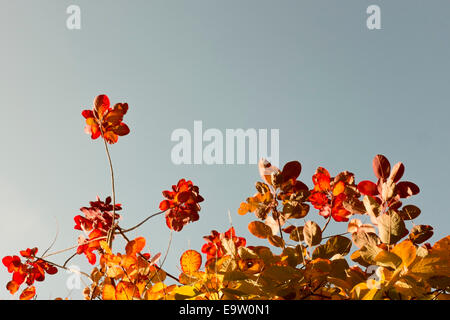 L'automne les feuilles des arbres sur un Parrotia Persica ou persane Ironwood tree Banque D'Images