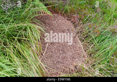 Les fourmis des bois (Formica rufa ) nichent en été, UK Banque D'Images