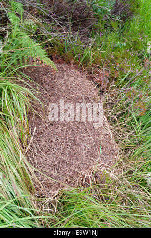 Les fourmis des bois (Formica rufa ) nichent en été, UK Banque D'Images