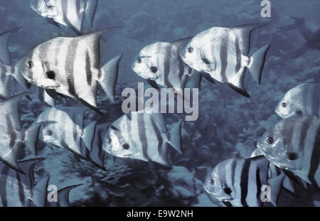 Atlantic Spadefish, (Chaetodipterus faber) photographié sous l'eau dans les îles Turques et Caïques. Banque D'Images