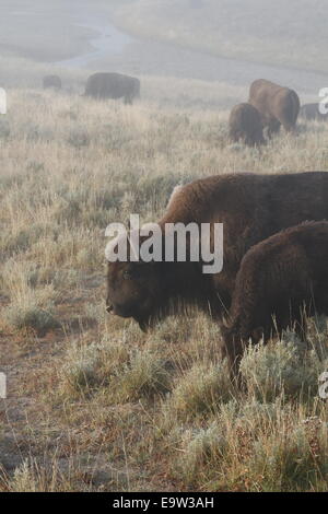 Le Bison à l'aube dans un pré, le Parc National de Yellowstone, WY Banque D'Images