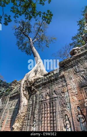 Ta Prohm, construit par le roi Khmer Jayavarman VII comme monastère bouddhiste Mahayana et l'université. Grands arbres sont superposées en th Banque D'Images