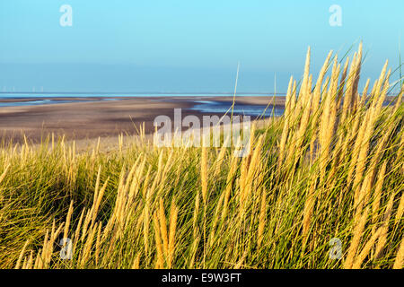 Presthaven Sands Prestatyn, Denbighshire, Nord du Pays de Galles. Les dunes de sable. Une vue panoramique de semences de graminées chefs baigné de soleil du soir Banque D'Images