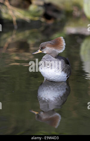 Femme le harle couronné (Lophodytes cucullatus), résidant en Amérique du Nord, captive Banque D'Images