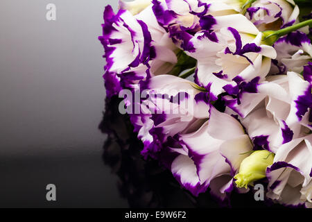 Violet-blanc magnifique lily sur fond noir Banque D'Images