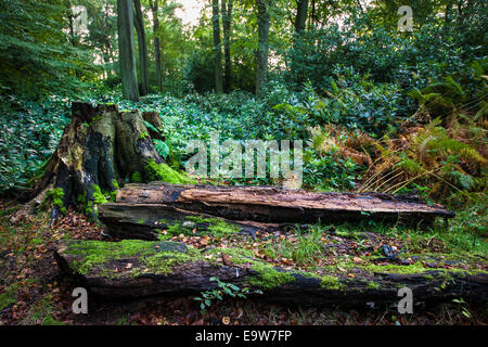 Un tronc d'arbre vieux et abîmé dans une forêt avec des feuilles mortes sur le sol. Banque D'Images