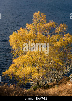 Les feuilles jaune vif soleil d'argent Bouleau en automne avec les eaux du lac Ullswater au-delà, sur l'Ullswater, Lake District, Cumbria, Angleterre Banque D'Images