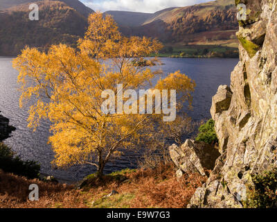 Les feuilles jaune vif soleil d'argent Bouleau en automne avec les eaux du lac Ullswater au-delà, sur l'Ullswater, Lake District, Cumbria, Angleterre Banque D'Images