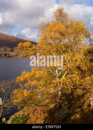 Les feuilles jaune vif soleil d'argent Bouleau en automne avec les eaux du lac Ullswater au-delà, sur l'Ullswater, Lake District, Cumbria, Angleterre Banque D'Images