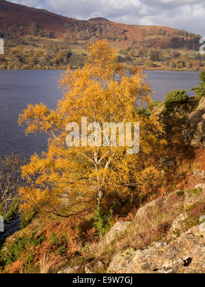 Les feuilles jaune vif soleil d'argent Bouleau en automne avec les eaux du lac Ullswater au-delà, sur l'Ullswater, Lake District, Cumbria, Angleterre Banque D'Images