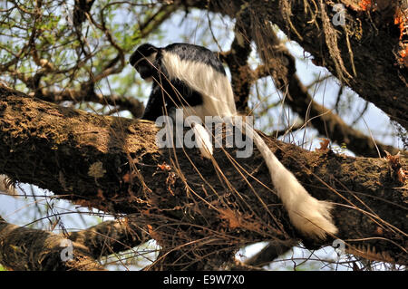 Fuligineux guereza Colobus guereza, Passereau, Région Gambela, Éthiopie, Banque D'Images