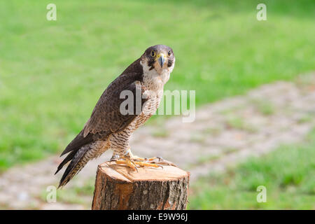 Apprivoisé et entraîné pour la chasse aux prédateurs d'oiseaux plus rapide ou falcon faucon perché sur moignon et les yeux dans l'objectif de l'appareil photo Banque D'Images