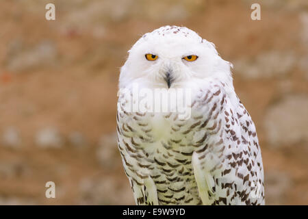 Portrait d'oiseaux de proie sauvages blanc silencieux Snowy Owl à regarder l'objectif de la caméra avec des yeux jaunes Banque D'Images