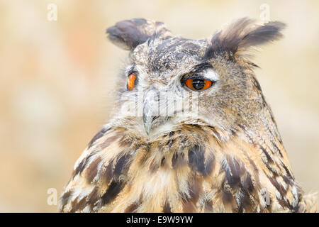 Bubo ou eagle-owl bird nuit tranquille hunter portrait contre l'arrière-plan flou Banque D'Images