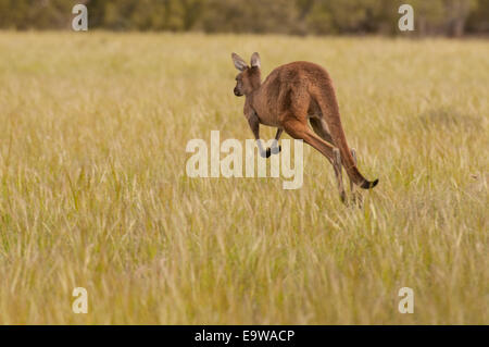 Stock photo d'un saut de kangourou rouge. Banque D'Images