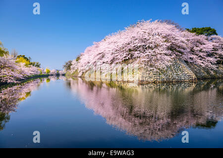 Akita, Japon cerisiers sakura au Château Hikone douves extérieures. Banque D'Images