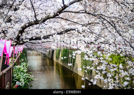 Tokyo, Japon au Meguro Canal pendant les printemps cherry blossom festival. Banque D'Images