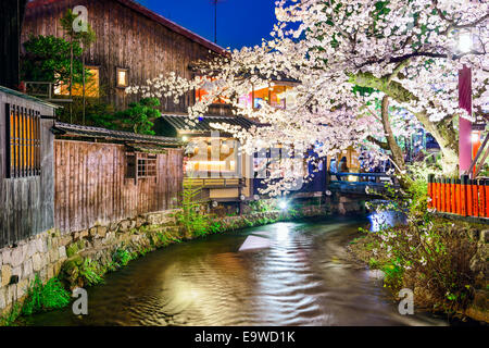 Kyoto, Japon lors de la rivière Shirakawa durant la saison printemps cherry blosson. Banque D'Images