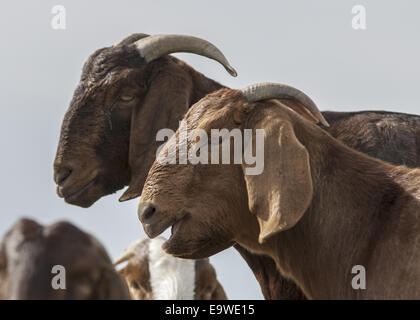 Deux chèvres Boer brun. Headshots. Vue de côté. Banque D'Images