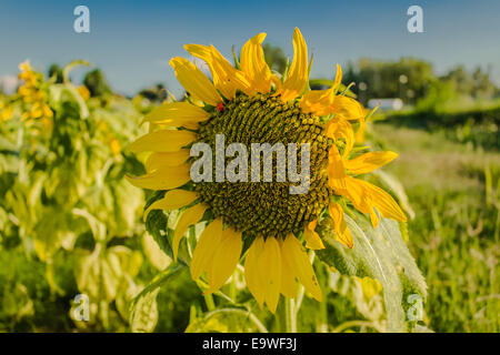 Libre de tournesol (Helianthus annuus) dans un champ de tournesols dans un beau jour d'été en Italie : pétales jaunes, orange et jaune jaune foncé avec stame pistil. Vert clair tacheté blanc feuilles frisées. Coccinelle rouge sur la fleur Banque D'Images