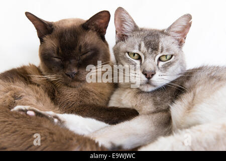 Deux chats birmans pedigree couché ensemble. Chat gris, Ziggy, looking at camera est 11. Chat brun, Rocky, (les yeux fermés) est 13. Banque D'Images