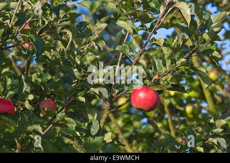 Une seule pomme rouge le mûrissement sur une branche dans un verger. Banque D'Images