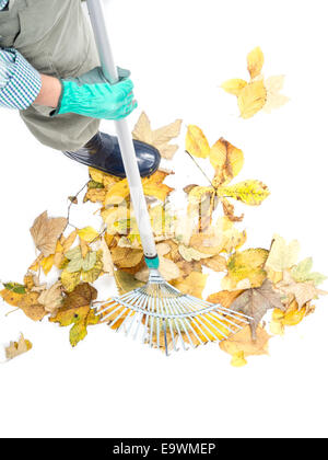 Gros plan du balayage jardinier pile de feuilles mortes de l'automne avec ventilateur râteau, tourné à partir de ci-dessus sur fond blanc Banque D'Images