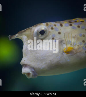 Poisson sous l'eau de vache Banque D'Images