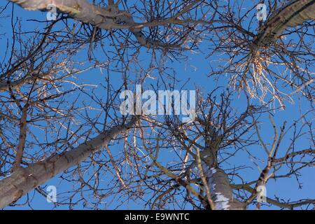 Vue oft il ciel entre les arbres. Banque D'Images