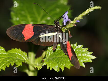 Nouveau Monde Facteur rouge ou petit Postman butterfly (Heliconius erato), se nourrissant sur une fleur Banque D'Images