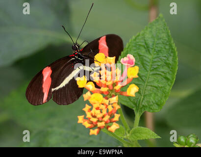 Nouveau Monde Facteur rouge ou petit Postman butterfly (Heliconius erato), de recherche de nourriture sur une fleur Banque D'Images