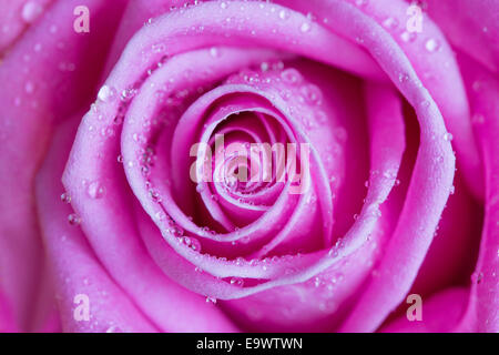 Gros plan d'une rose avec des gouttes d'eau Banque D'Images