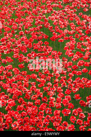 Tour de Londres les coquelicots. Banque D'Images