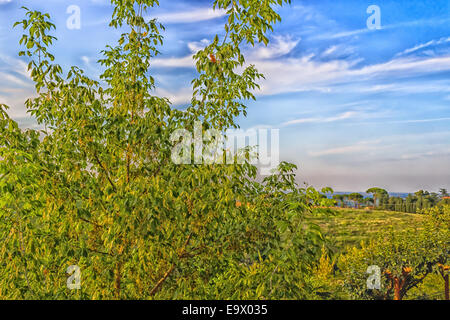 Des fleurs, des mauvaises herbes vertes, de feuilles, de plantes et d'arbres sur les vignes cultivées sur des collines en campagne italienne la petite vil Banque D'Images