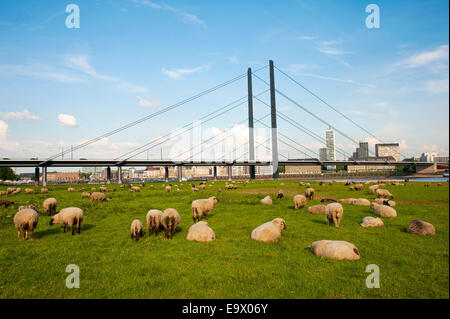 Moutons broutant dans les prairies verdoyantes sur la rive gauche du Rhin à Düsseldorf Oberkassel, en face du pont Rheinkniebruecke Banque D'Images