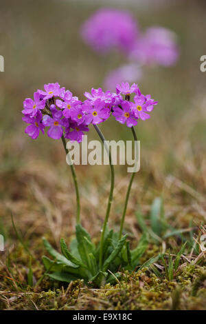Primevère (Primula farinosa Birdseye), Maison du Maure nature reserve, Upper Teesdale, North Pennines AONB, UK Banque D'Images
