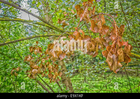 Brun rouge des feuilles sèches sur le lichen jaune sur les branches en italien vert dans une journée ensoleillée d'été Banque D'Images