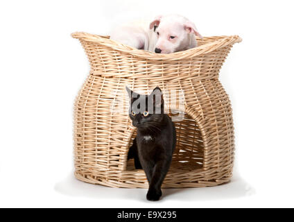 Chiot & chaton dans Studio UK Banque D'Images