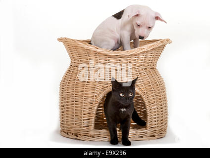 Chiot & chaton dans Studio UK Banque D'Images