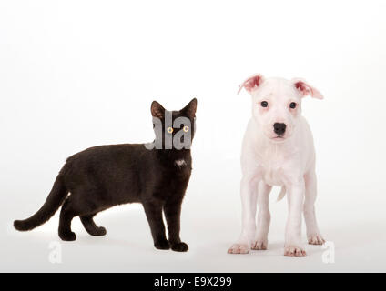 Chiot & chaton dans Studio UK Banque D'Images